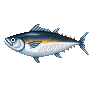 Thon (Tuna)