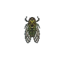 Cicadelle (Walker Cicada)