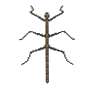 Phasme (Walking Stick)