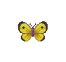 Brocatelle d'or (Yellow Butterfly)